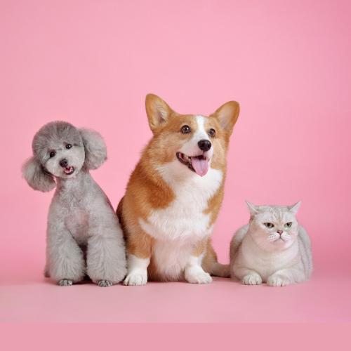 Pets & Supplies